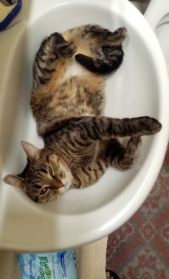 Зоя, кошка ТИСА