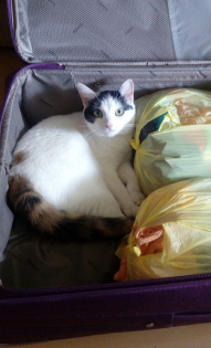 Любимая Арвен