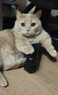 Наш любимый Попугай