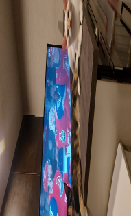 Мои любимые хвостики)