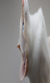 Мои любимые хвостики