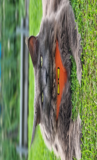 Смурова Анна