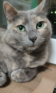 Хайрук Елена