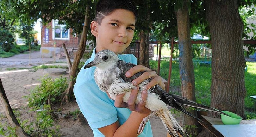 Ребенок с большим сердцем: в Ярославской области 11-летний мальчик с семи лет спасает птиц