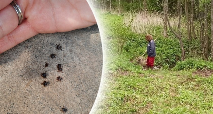 "Снял более 30 клещей": ярославец рассказал о последствиях прогулки в лесу