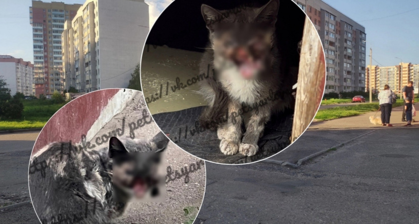 В Ярославле неравнодушные пытаются спасти кошку, оставшуюся без мордочки