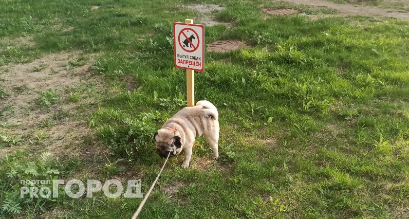 Новые правила выгула собак в Ярославской области содержат запреты и штрафы