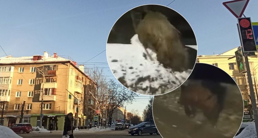 "Бежит, соблюдая правила": в Ярославской области запечатлели кабана на обочине дороги