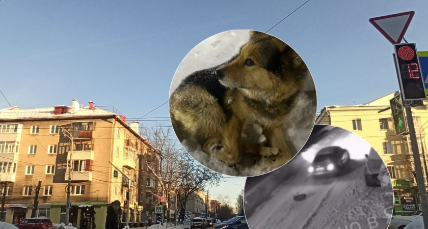 "Даже не остановился": ярославец сбил и оставил раненую собаку на дороге в Туношне