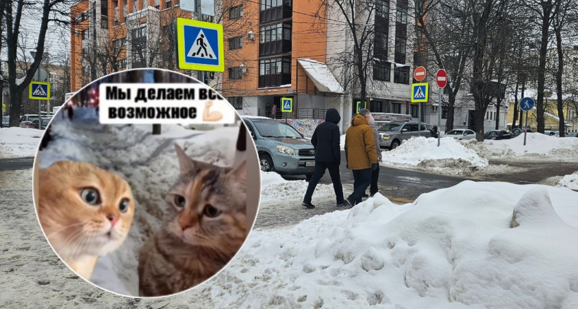 В сети появился мем с котиками о проблемах Ярославля