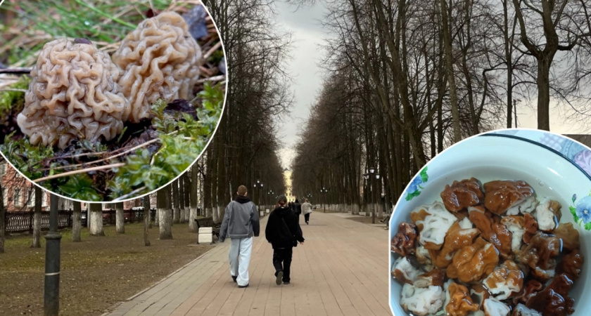 Место грибной аномалии нашли в Ярославской области