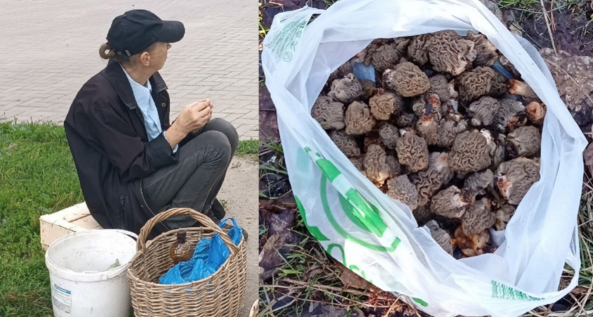 Грибная аномалия: под Ярославлем грибы собирают пакетами