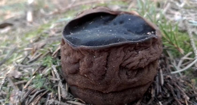 В Ярославской области найден редчайший омолаживающий гриб «ведьмин котёл» 