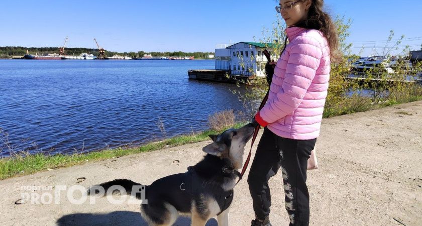 Брагинским владельцам собак рассказали ,где гулять с любимцами