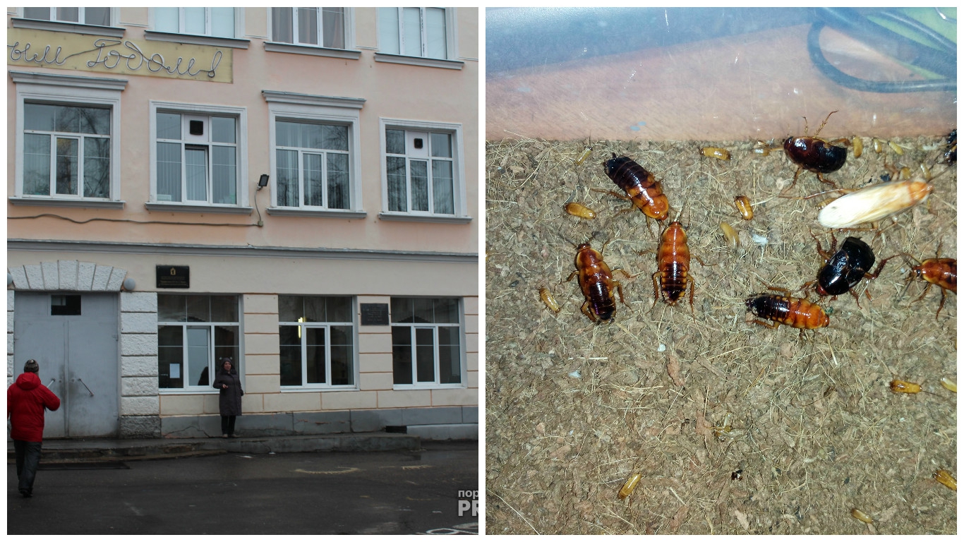 В злополучной элитной школе Ярославля на пищеблоке нашли колонию тараканов