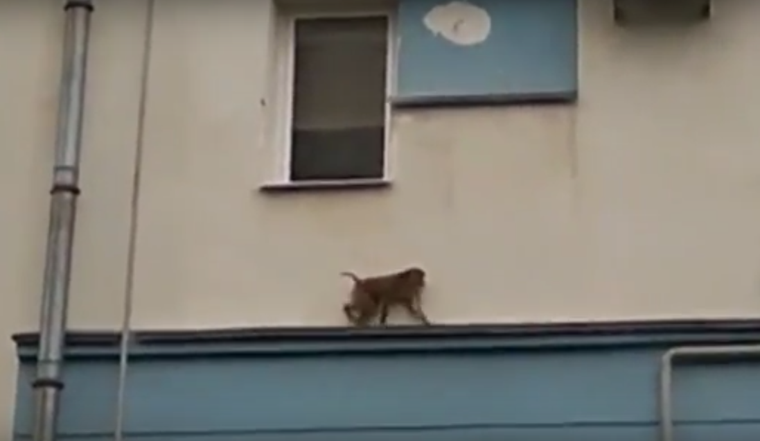 В Ярославле цирковая обезьяна облюбовала многоэтажку