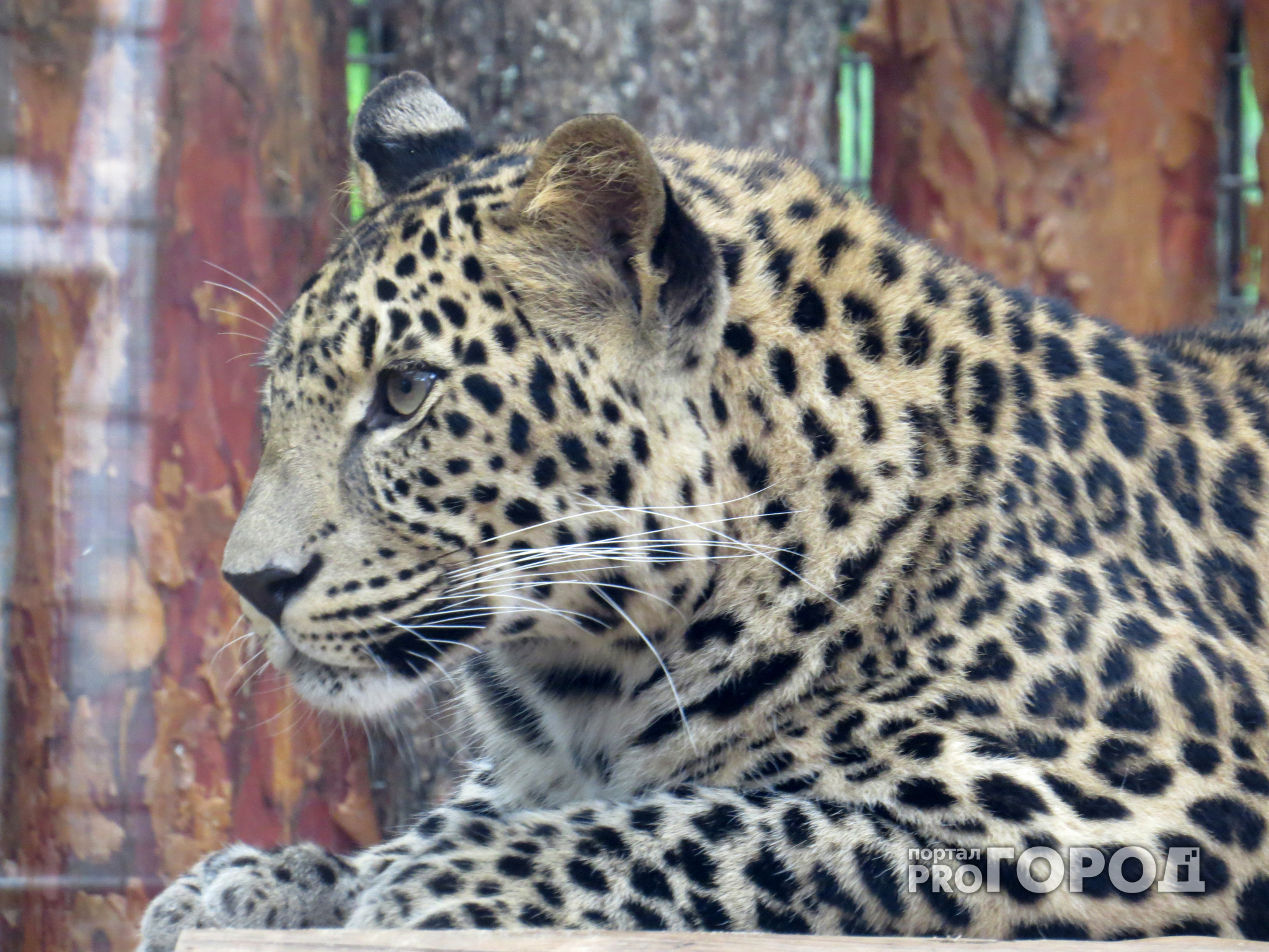 Ярославцам предлагали купить живых леопардов