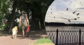Жители Ярославской области в ужасе от нашествия кишащих мошек