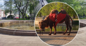 "Еле стоит, голоден и обезвожен": ярославцы плачут от эксплуатации верблюда в парке