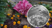 Ярославские вандалы продолжают уничтожать посаженные во дворах цветы
