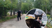 Неравнодушный житель Ярославля спас кошку, застрявшую в оконной щели 