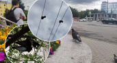В Ярославской области живодёр привязывает голубей к проводам 