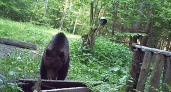  Дикий медведь напугал семейную пару в лесу около села Купань