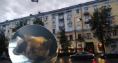 В Ярославле полицейские спасли на дороге раненого котёнка