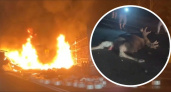 После ДТП с лосем в Ярославской области загорелись две машины и сгорел человек