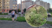 Ярославцы жалуются на выпил деревьев во дворах