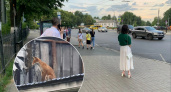 В Ярославле лиса забралась на крышу здания у пенсионного фонда