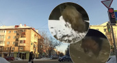 "Бежит, соблюдая правила": в Ярославской области запечатлели кабана на обочине дороги