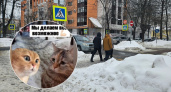 В сети появился мем с котиками о проблемах Ярославля
