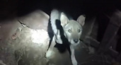 "Живой скелет": в Переславле пропавшего 20 дней назад  пса нашли в колодце