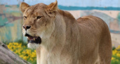   В зоопарке Ярославля вслед за белым львом умерла львица Сима