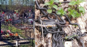 В Ярославской области змеи заполонили сельское кладбище