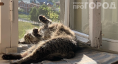 Шишки против кошек: странный, но работающий способ спасти цветы — как сохранить растения и нервы
