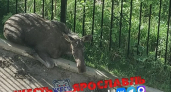 На территорию ярославского ЖК забрели три лосёнка, один из них умер
