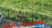 Лосёнок погиб во дворе ярославского ЖК, пытаясь выбраться за забор