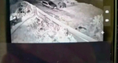 Под Ярославлем егеря прочесали леса из-за слухов о разгуливающем медведе