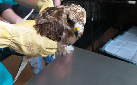 Ястреб сам пришел за помощью: ярославцы спасли раненную птицу. Фото
