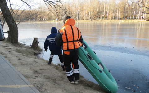Защитить  уток от ворон приехали спасатели из Ярославля. Кадры
