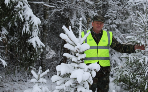 Полицию отправили в лес: что сделают с похитителями елок под Ярославлем