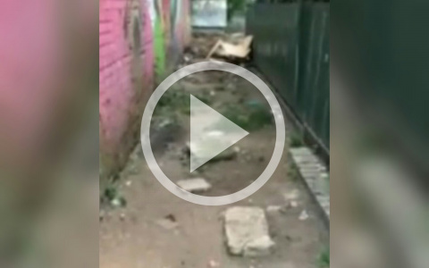 Детский сад с крысами: ярославские родители опубликовали жуткое видео