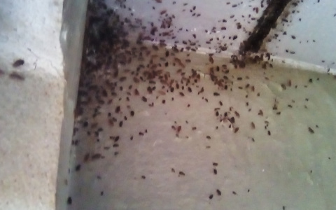 Дождь из тараканов: полчища насекомых атакуют квартиры в Рыбинске