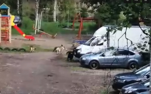 «Гулять с детьми страшно»: бездомные псы атакуют ярославцев