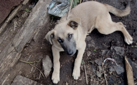 Привязан без еды и воды: живодеры бросили щенка умирать в Ярославле