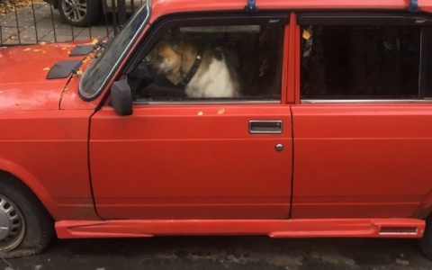Избавился, как от хлама: ярославец оставил пса в запертой машине