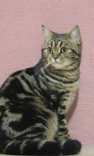 Балмасова Юлия 