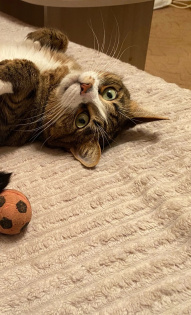 Иннокентий